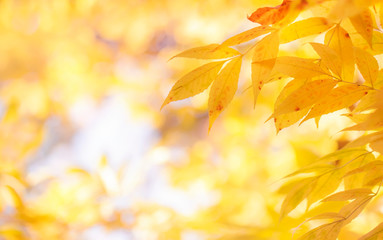 Naklejka na ściany i meble Autumn natural bokeh background with yellow leaves and golden sun lights, fall nature landscape