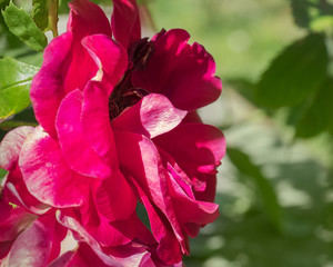 Raspberry rose close-up blooming in the garden