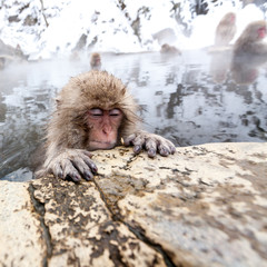 Cute Japanese monkey sleeping in a hot spring, Japan, Nagano Prefecture.