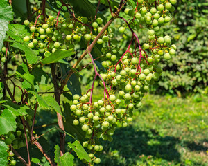 Green grapes ripen in the peasant garden on a autumn day