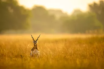 Photo sur Plexiglas Antilope Blackbuck mâle sauvage à grandes cornes ou antilope cervicapra ou antilope indienne tôt le matin à la lumière de l& 39 heure dorée au paysage de champ d& 39 herbe du parc national de blackbuck ou de velavadar gujrat inde