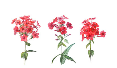 Red phloxes with buds and leaves isolated on a white background.