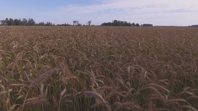 Grain Agricultural Crop Field. Aerial Extreme Low Dolly-In Flying Forward
