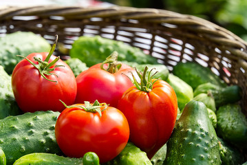 cucumbers and tomatoes in a wicker basket close-up. village eco food home gardening concept.
