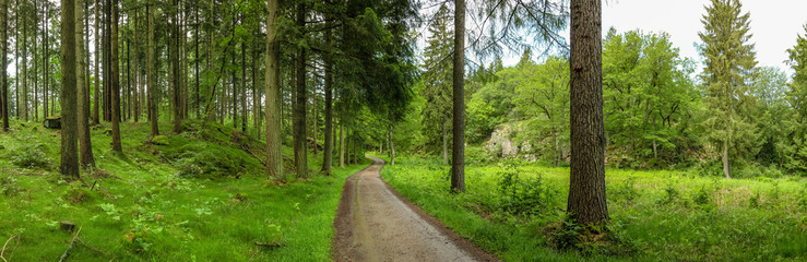 Panorama vom Wald mit einem Weg in der Mitte im Sommer mit Grün