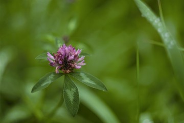 
clover flower