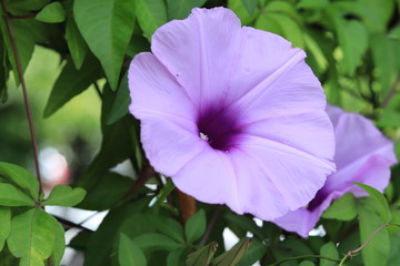 morning glory  in the park  ,japan, tokyo