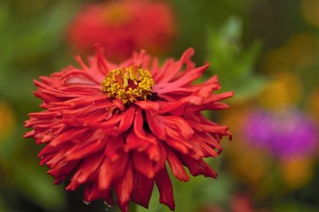
red flower in the garden