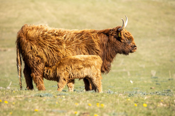 Highland cattle mother and child