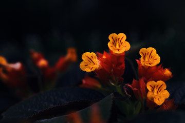 Fototapeta premium Close-up view of the bold orange color flowers