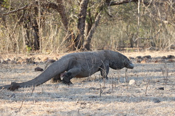 Komodo Dragon, Komodo National Park