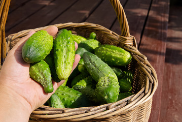 Harvest ripe ecological cucumbers in a wicker basket. eco food home gardening concept.
