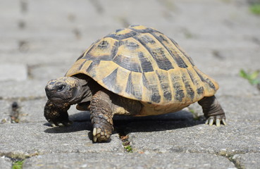 Schildkröte auf Steinweg