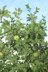 apple on tree