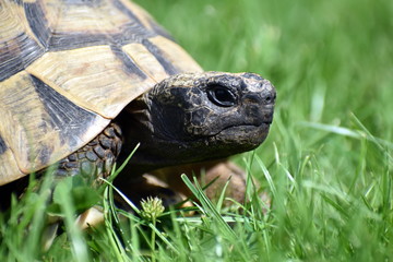 Portrait einer Schildkröte