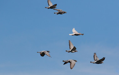 flock of speed racing pigeon flying against clear blue sky