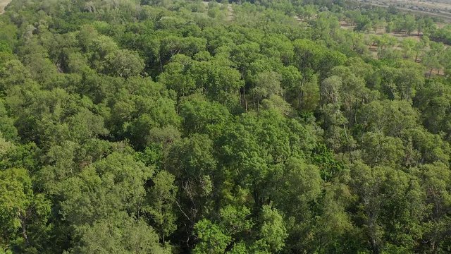 4K Aerial view over Letea Forest and sand dunes from Danube Delta Romania during a sunny day