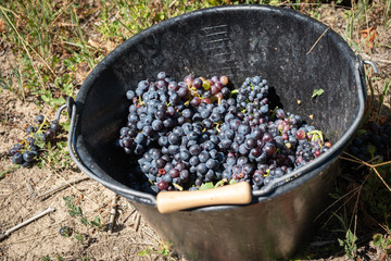 Vendanges dans le beaujolais