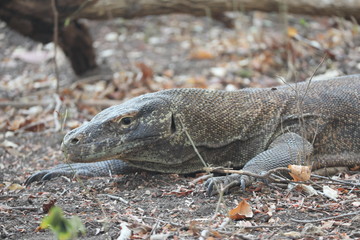 Komodo Dragon, Komodo National Park