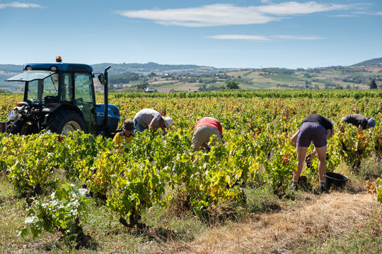 Vendanges dans le beaujolais