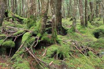 Scecery of shirakoma foresut ,japan,nagano	