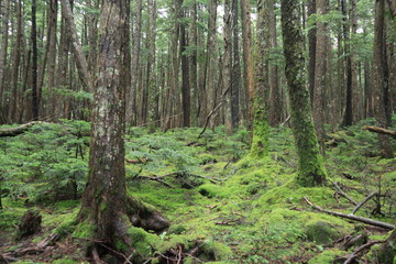 Scecery of shirakoma foresut ,japan,nagano	