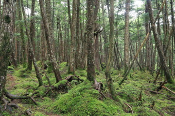 Obraz premium Scecery of shirakoma foresut ,japan,nagano 