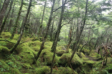 Scecery of shirakoma foresut ,japan,nagano	