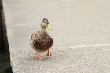 female mallard duck
