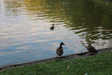 wild ducks on the beach