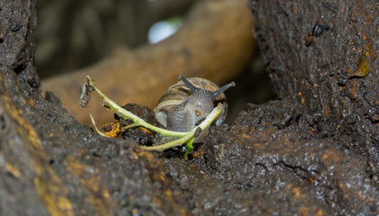 The world of snails