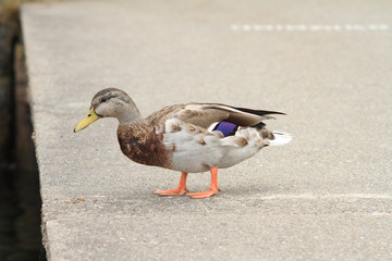 duck on the pier