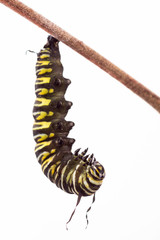 Monarch butterfly caterpillar hanging in a J shape just prior to pupating .  This is the second in a series of images  ending with a chrysalis. 