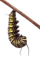 Monarch butterfly caterpillar hanging in a J shape just prior to pupating .  This is the first in a series of images  ending with a chrysalis. 