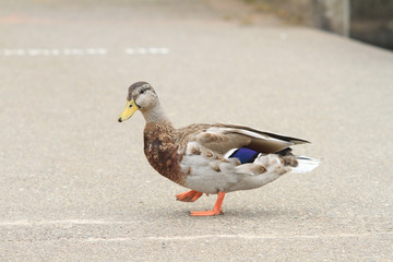female mallard duck