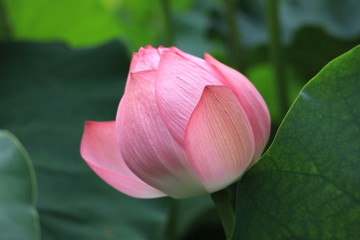 lotus in the park ,japan,tokyo
