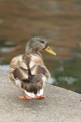 duck on the water