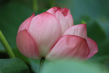lotus in the park ,japan,tokyo
