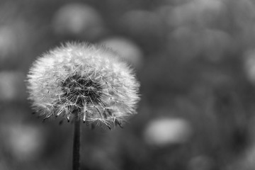 Pusteblume Schwarz Wei&szlig;