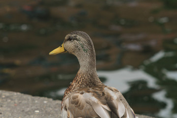 female mallard duck