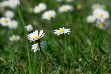 Frühlingsblume auf der Wiese