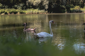 swans on the lake