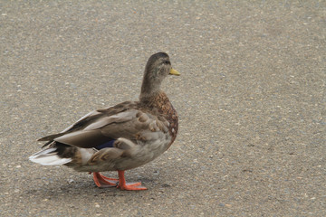 duck on the dock