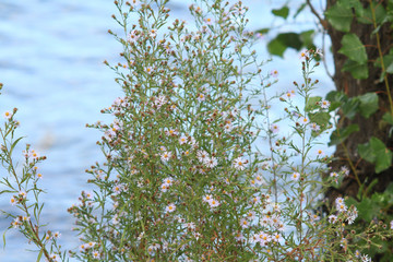 wild flowers in the wind