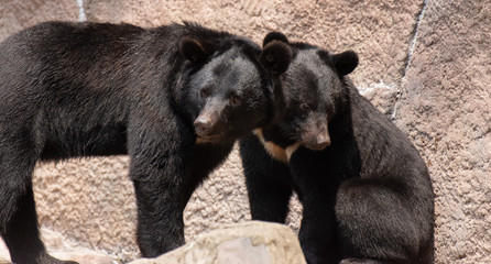 寄り添うツキノワグマ