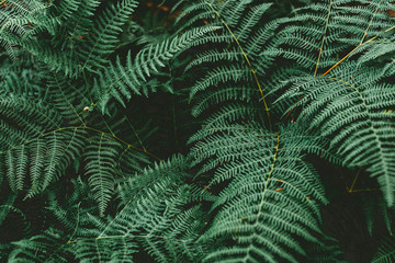 Close up of fern leaves nature background.