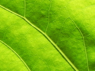 Fototapeta na wymiar Close Up of green leaf texture with copy space for text or title