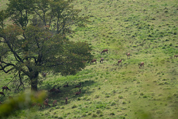 Fototapeta na wymiar 鹿の群れ　　茶臼山