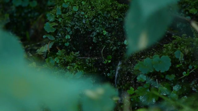 green moss 