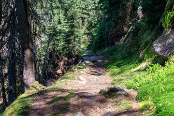Gorgany Nature Reserve is a unique Carpathian mountain region. Carpathian forests Stone pine (Pinus cembra)